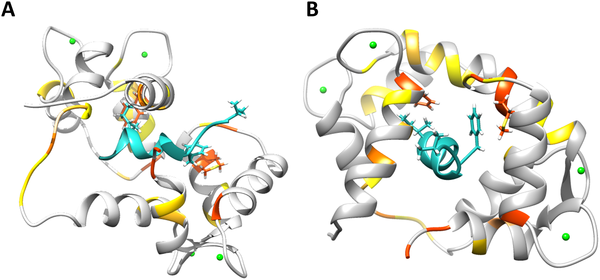 Fig 6. Model of R4 peptide/calmodulin complex.