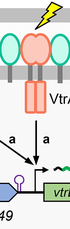 The read-through transcription-mediated autoactivation circuit for virulence regulator expression drives robust type III secretion system 2 expression in Vibrio parahaemolyticus