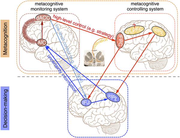 The neural system of metacognition accompanying decision-making in the  prefrontal cortex | PLOS Biology