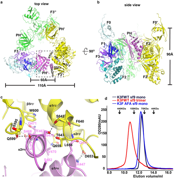 Structural Basis Of Human Full Length Kindlin 3 Homotrimer In An Auto Inhibited State