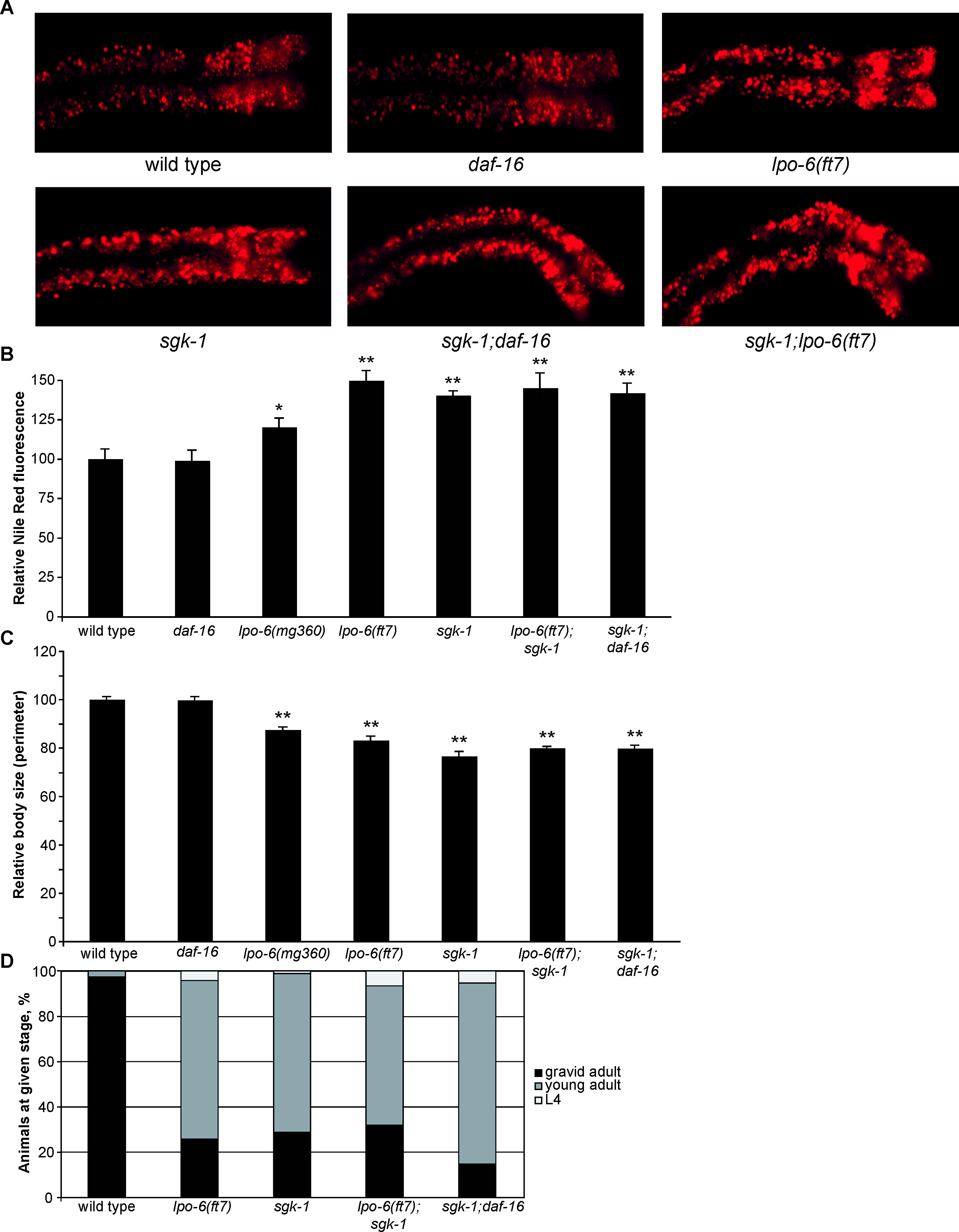Plos Biology Rictor Torc2 Regulates Caenorhabditis Elegans Fat Storage Body Size And Development Through Sgk 1