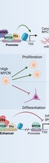 How MYCN drives neuroblastoma