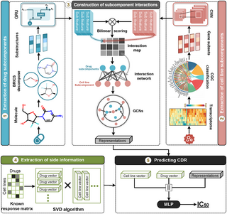 A subcomponent-guided deep learning method for interpretable cancer drug response prediction