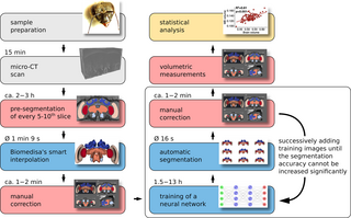 Natural variability in bee brain size and symmetry revealed by micro-CT imaging and deep learning