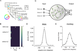 A recurrent neural network model of prefrontal brain activity during a working memory task