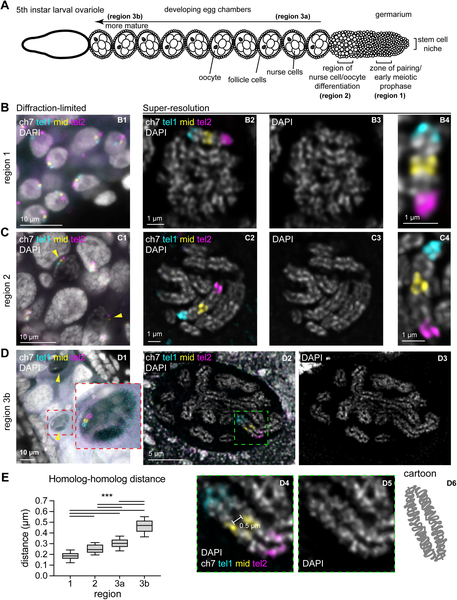 Oligopaint DNA FISH reveals telomere-based meiotic pairing dynamics in the  silkworm, Bombyx mori | PLOS Genetics