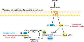 Rho-associated kinase and zipper-interacting protein kinase, but not myosin light chain kinase, involved in the regulation myosin phosphorylation in serum-stimulated human arterial smooth muscle | PLOS ONE
