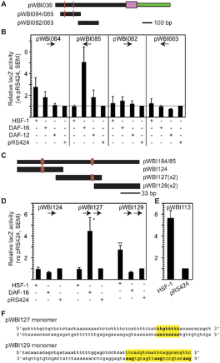 Co Regulation Of The Daf 16 Target Gene Cyp 35b1 Dod 13 By Hsf 1 In C Elegans Dauer Larvae And Daf 2 Insulin Pathway Mutants