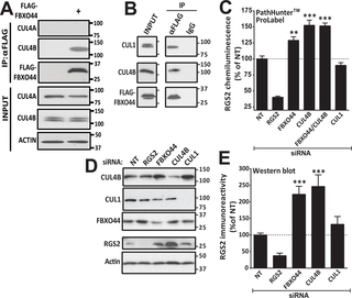FBXO44-Mediated Degradation of RGS2 Protein Uniquely Depends on a