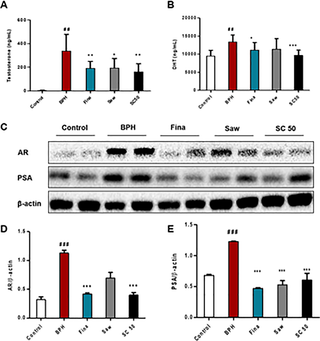 Protective Effects Of Combination Of Stauntonia Hexaphylla And Cornus Officinalis On Testosterone Induced Benign Prostatic Hyperplasia Through Inhibition Of 5a Reductase Type 2 And Induced Cell Apoptosis