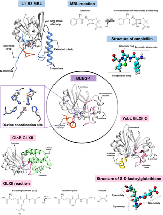 Probing the substrate binding modes and catalytic mechanisms of BLEG-1, a promiscuous B3 metallo-β-lactamase with glyoxalase II properties