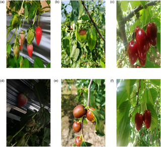 A simplified network topology for fruit detection, counting and mobile-phone deployment