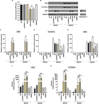 The vitamin D receptor agonist EB1089 can exert its antiviral activity independently of the vitamin D receptor