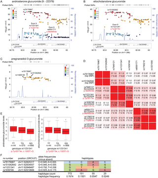 Genetic associations of variants in the <i>SLC22A24</i> locus with steroid glucuronide levels.