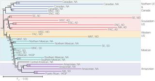Native American ancestry phylogeny.
