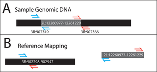 Example of paired end reads mapped abnormally to the reference genome.