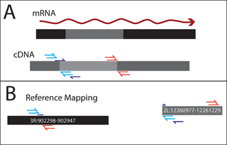 Example of paired end sequence reads mapping from RNASeq data.