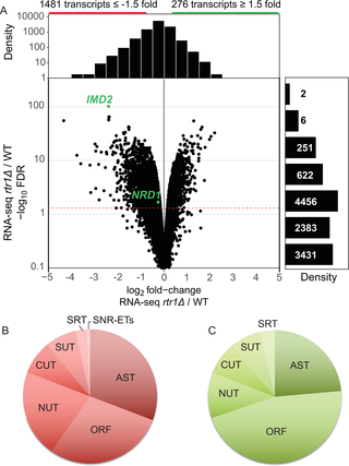 Loss of Rtr1 activity causes wide-spread changes in RNA expression in yeast.
