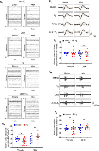 Acute ER stress induces protein translation-dependent reduction of neural network activity.