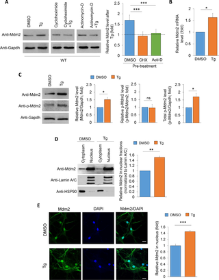 Mdm2 expression and nuclear accumulation are induced during the early phase of ER stress.