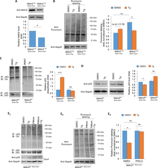 Mdm2 triggers ubiquitination and down-regulation of p53, and p53-dependent protein translation during the early phase of ER stress.