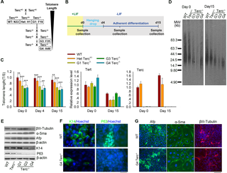 <h2>Short telomeres impair differentiation of ES cells into epidermis lineage <i>in vitro</i>.</h2>