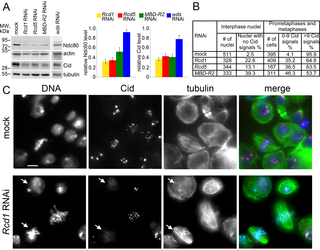 <h2>RNAi-mediated depletion of Rcd1, Rcd5 or MBD-R2 reduces the levels of Cid and Ndc80.</h2>
