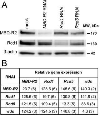 <h2>Partial interdependence between Rcd5 and Rcd1.</h2>