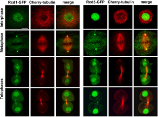 <h2>Localization of Rcd1-GFP and Rcd5-GFP in live interphase and dividing S2 cells.</h2>