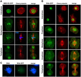 <h2>Localization of MBD-R2-GFP and Wds-GFP in live interphase and dividing S2 cells.</h2>