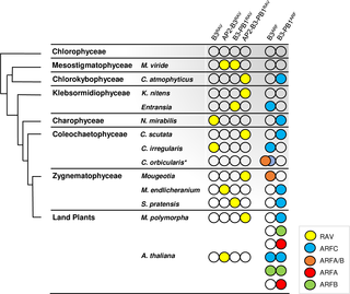 Charophytes B3- and PB1-domain containing proteins along evolution of charophytes algae and land plants.