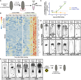 An anterior program of gene expression is acutely up-regulated after <i>β-catenin-1</i> inhibition in planarians.