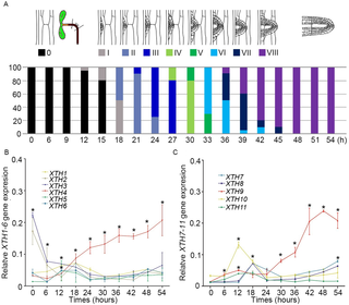 Transcriptomic analysis of class 1 <i>XTH</i> genes during lateral root (LR) initiation.