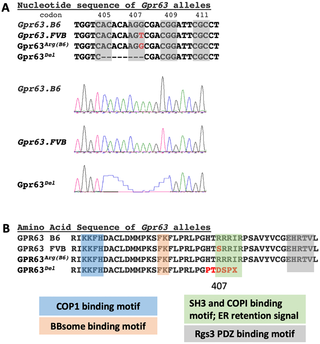 CRISPR-Cas9 alleles of <i>Gpr63</i>.