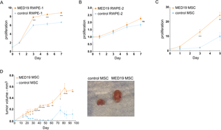 MED19 overexpression promotes proliferation <i>in vitro</i> in non-malignant RWPE-1 cells and <i>in vitro</i> and <i>in vivo</i> in mouse prostate stem cells.