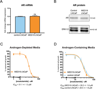 MED19 LNCaP cells depend on AR transcriptional activity for androgen-independent growth and do not have altered expression of AR.