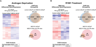 MED19 overexpression causes a selective shift in gene expression and in the AR cistrome under androgen deprivation and with R1881 treatment.