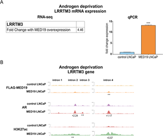 MED19 occupies gene targets like LRRTM3 under androgen deprivation and alters mRNA expression, AR occupancy, and H3K27 acetylation.