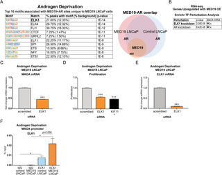 ELK1 is enriched at sites of AR and MED19 occupancy unique to MED19 LNCaP cells under androgen deprivation, occupies the MAOA promoter, and controls MAOA expression and androgen-independent growth.