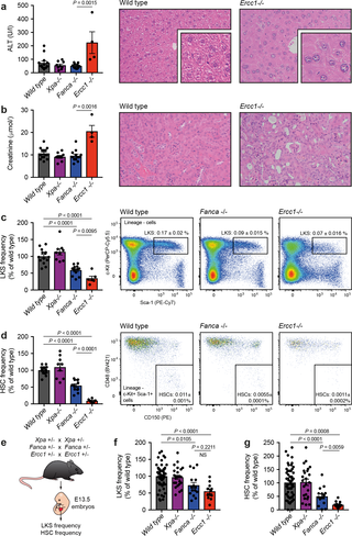 The nuclease XPF-ERCC1 protects liver, kidney and blood homeostasis.