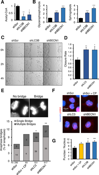 Knockdown of <i>LC3B</i> or <i>BECN1</i> increases oncogenic phenotypes.