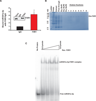 FXR1 binds to miR301a-3p in vivo and in vitro.