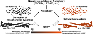 Autophagy compensates for defects in mitochondrial dynamics.