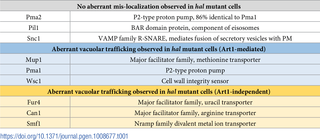 Summary of cargo trafficking phenotypes in <i>hal</i> double mutant cells.