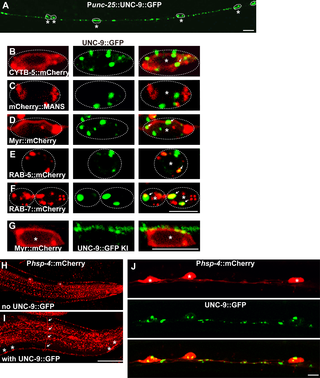 Excess UNC-9::GFP activates the unfolded protein response in DD/VDs.