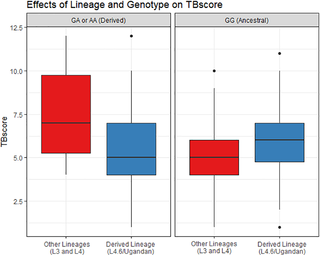 Effects of rs17235409 (SLC11A1) genotype and lineage on TBscore.