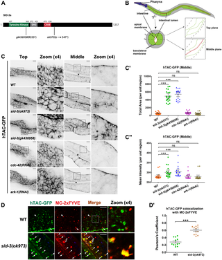 SID-3 is required for sustaining recycling transport in intestinal epithelia.