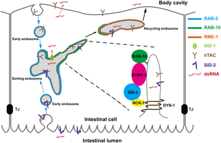 Model of EHBP-1 and SID-3 coordinated recycling in <i>C</i>. <i>elegans</i> intestine.