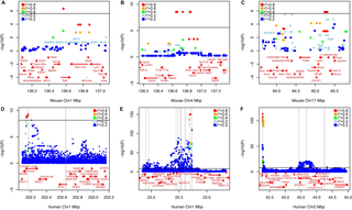Human regions syntenic with mouse associations harbor genome-wide significant associations for BMD.