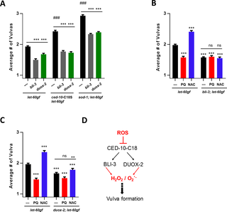 The NADPH oxidases BLI-3 and DUOX-2 affect vulva formation in a ROS-regulated manner.